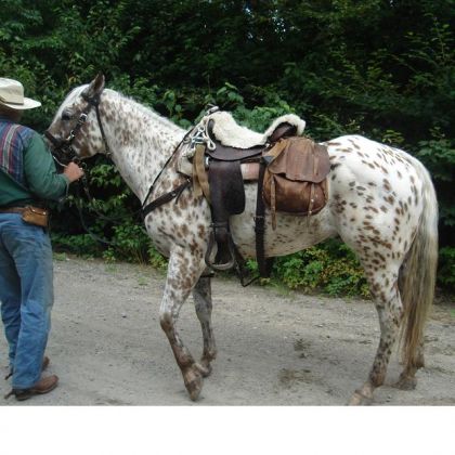 J'ai pris le cheval de mon ami en photo pour toi Loosa !...