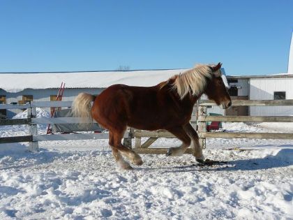 Honeymoon au galop