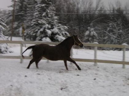 Aller au galop!!