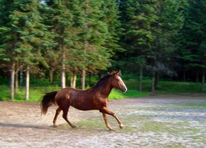 Jolly au galop! Encore un surplus d'énergie la vieille! :)