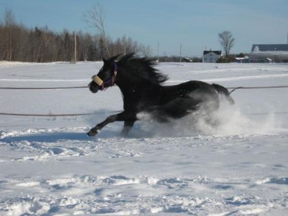 Lucky Dans La Neige La Crinière Au Vent !!! 