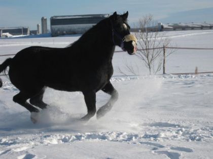 Super Galop Dans La Grosse Neige !!!