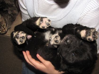 Un petit chien de 20 jours n&eacute; chez nous
