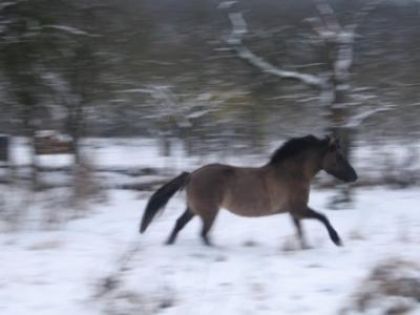 Toscane, ma ponette, heureuse dans la neige
