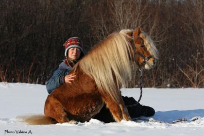 Mike le miniature, petit etalon de 14 ans, appartenant au...