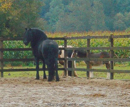 Etalon frison ( Tijste ) ... Un cheval de rêve !!
