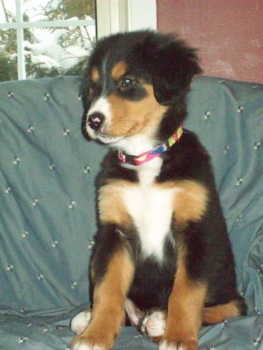 Ma belle Roxy. Border Collie/ Labrador  X  Bouvier Bernois 