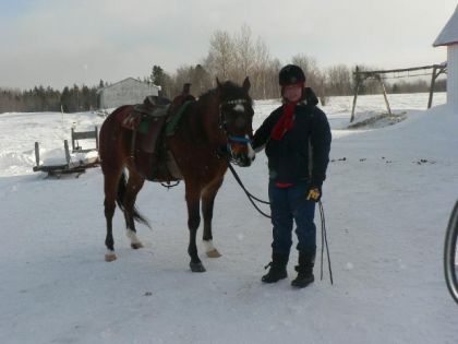 Un de mes 2 nouveaux chevaux! Du Jura Benjy! Un gros nounou! Il...