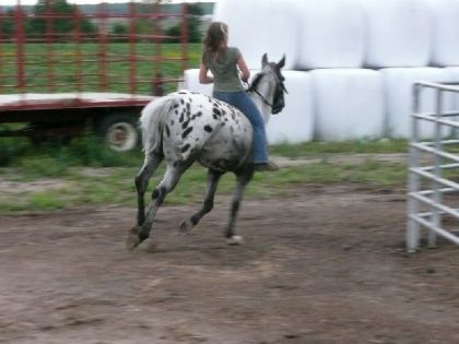 Moi et ma jument Fancy