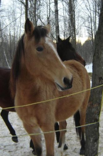 Encore Callisto, ma nouvelle pouliche
