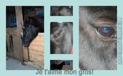 mon tit kassou
