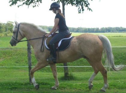 Palomino