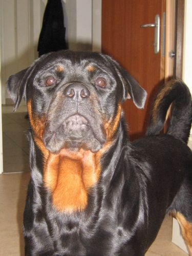 Et voici mon loulouuuu : Fenril Aus Adelsdorf...