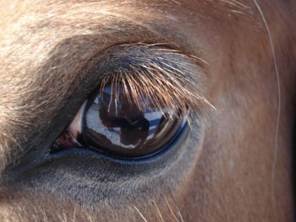 WOW ! quel beau kenoeil ! :D