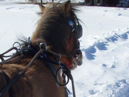 Pinotte la ponette de mon amie