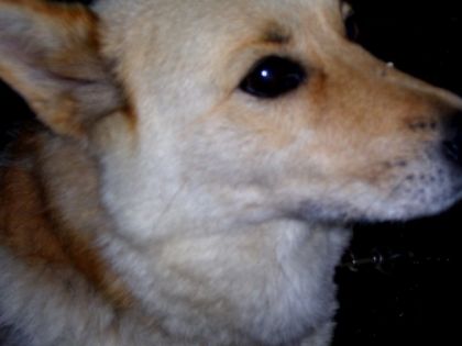 mon chien sally toute qune fille est tellement fine lA ! sest...