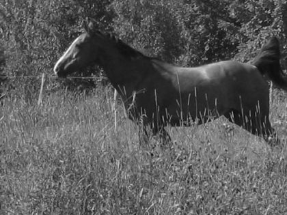 Photo noire et blanc d'un cheval dans son enclos