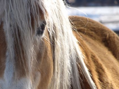 Un petit Close-up d'Athos en cette belle journée d'hiver ;)