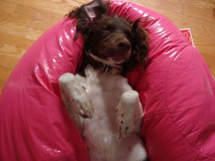 Lili fait dodo dans son pouf .. ;)