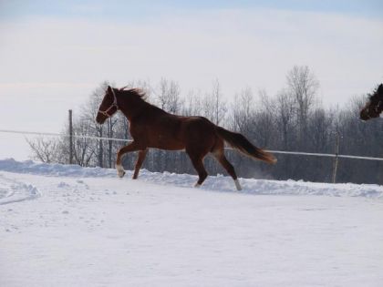 Mon b&eacute;b&eacute; pique un galop de fou et monte une petite c&ocirc;te...Il est...