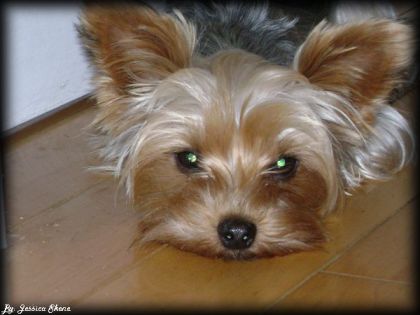 merlin le ptit chien a bobby_boy