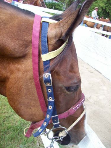 Mon Cheval ( On est En Attente Au Ring ) Show Ecurie Debrouk...