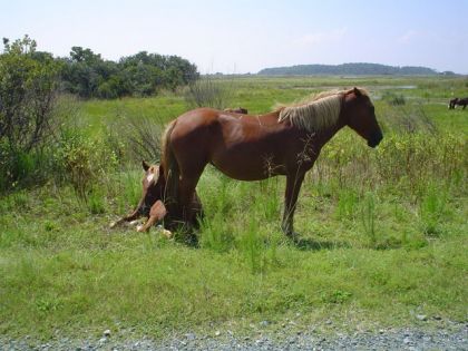 Photo de chevaux en liberté prise lors de mon voyage en Virginie