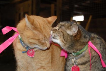 C'est l'amour