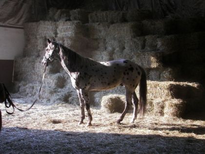 Cheval appaloosa devant des balles de foin