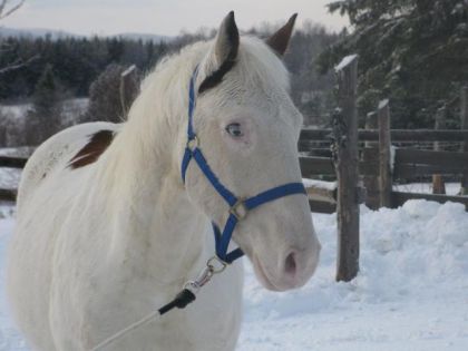 mon gros nounours Cyclone