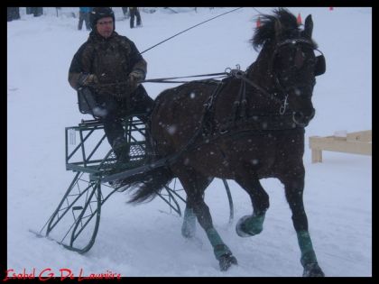 Compétition de Derby D'attelage à St-Gédéon.! Réal et son cheval...