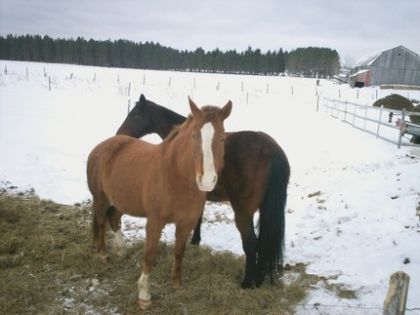 maintenant je peut dire les 2 mien! hi!hi!