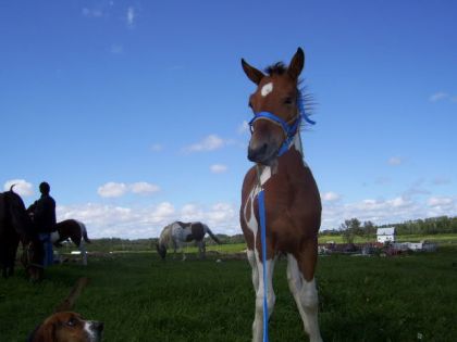 Mon petit poulain Spirit!