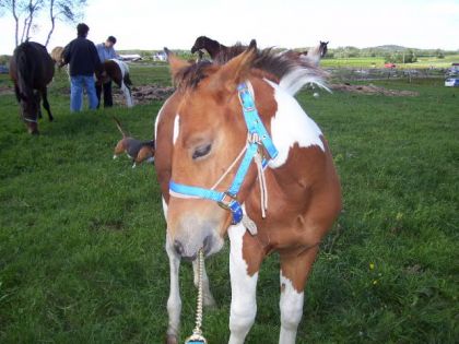 Encore le beau spirit1