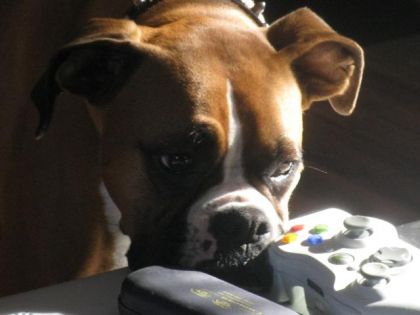 ma chienne a la recherche du soleil pour ce réchauffer