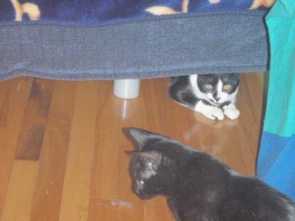 Mia (blanc et noir) et Charlie Pouh (noir)