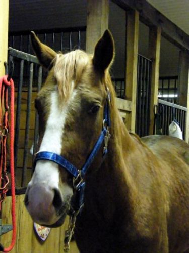 Mon nouveau cheval : Thunder (Romantic Man) un &eacute;talon Quater...