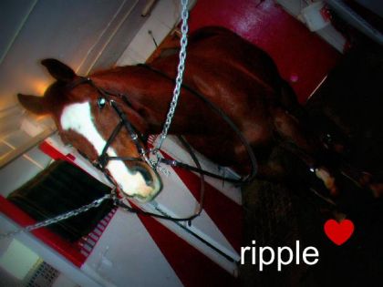 mon cheval avec sa nouvelle bride