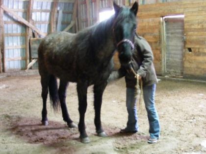Blue Pearl, QH blue roan, ma future pouliche que j'aurai en mai...