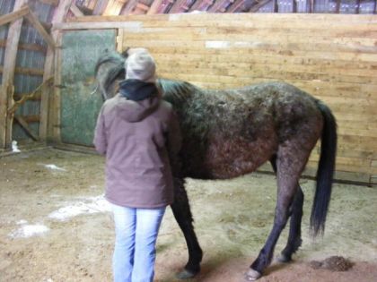 Blue Pearl, QH blue roan, ma future pouliche que j'aurai en mai...