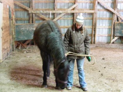 Blue Pearl, QH blue roan, ma future pouliche que j'aurai en mai...
