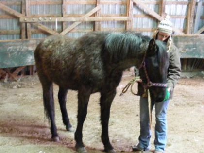 Blue Pearl, QH blue roan, ma future pouliche que j'aurai en mai...