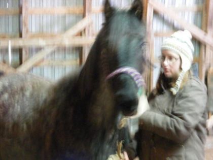 Blue Pearl, QH blue roan, ma future pouliche que j'aurai en mai...