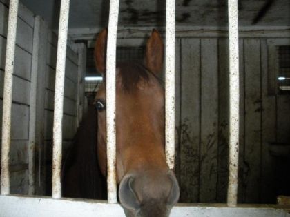 Wellow le cheval a catherine r 