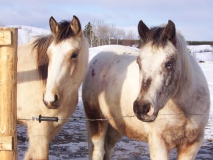 Qu'ils sont beaux mes pitous...