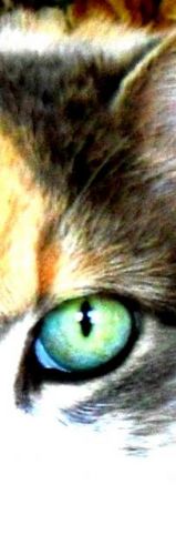 L'oeil de mon chat :) un peu modifié mais c la couleur naturelle