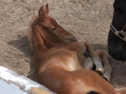 Je vous présente notre nouveau poulain, pour etre exact le fils...