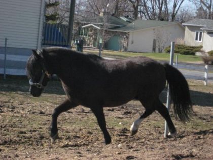 ralf et Jimmy des poneys miniatures que j'adorais a...