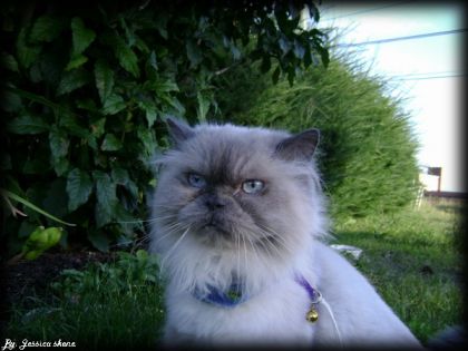 mon chat :P