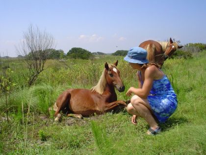 Chevaux en liberté en Virginie